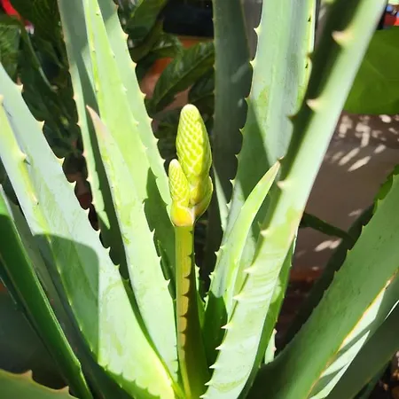 Frühstückspension Bondi Ravenna