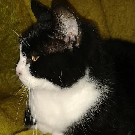 Frühstückspension Bondi Ravenna